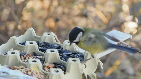 A tit picks up a walnut kernel from a cardboard egg carton in the sunset lig Видео 235762826