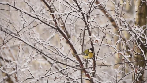 The tit with a red breast sits on a tree branch in the winter park. Stock Footage 146941799