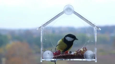 The tit sat on the feeder and began to eat. a transparent bird feeder is fixed Stock Footage 220756723
