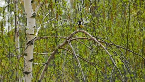 Tit sits on a birch branch in spring 스톡 동영상 153479116