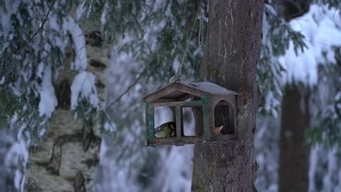 Tit sits in a birdhouse in the winter forest Stock Footage 167935959
