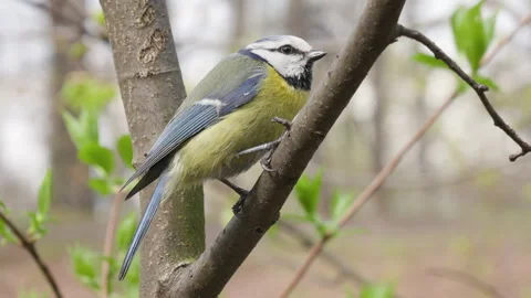 A tit sits on a branch Stock Footage 273512137