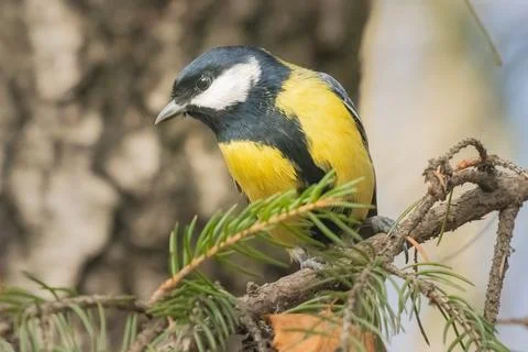 Tit sits on a branch Stock Photos