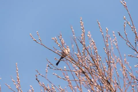 Tit sits on branches at sunset in spring Stock Photos