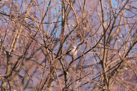 Tit sits on branches at sunset in spring Stock Photos