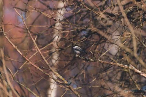 Tit sits on branches at sunset in spring Stock Photos