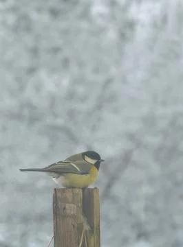 A tit sits on a perch Stock Photos