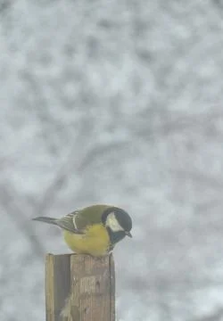 A tit sits on a perch Stock Photos