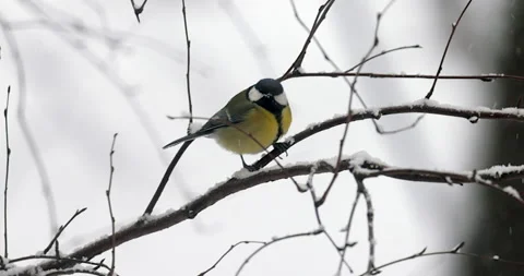 A tit sits on a snow-covered tree branch Stock Footage 234726105
