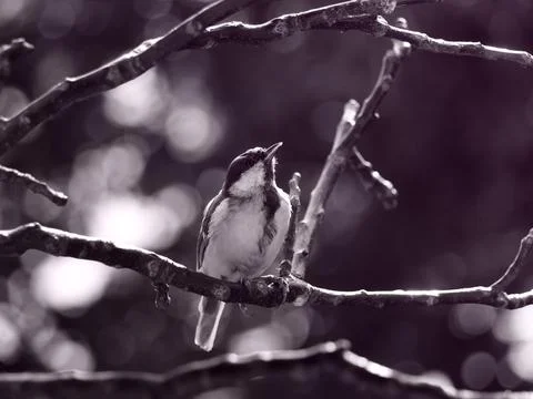Tit sits on a tree branch. Great tit Parus major. Blake and white photo. Orni Stock Photos
