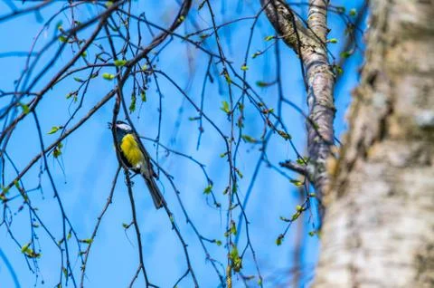 A tit sits in a  tree without leaves with a blue background Stock Photos