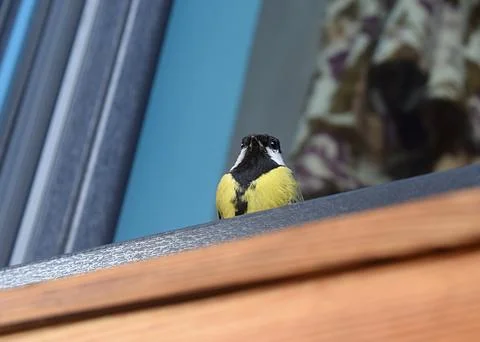 The tit sits on the windowsill of an open window. Foto stock
