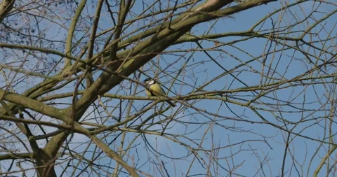 Tit sitting and jumping on tree in early spring season Video stock 302883120