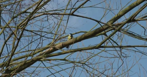 Tit sitting and jumping on tree in early spring season Video stock 302883149