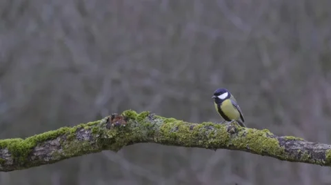 Tit sitting on the branch. Stock Footage 68671661