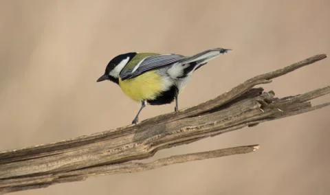 Tit sitting on a dead branch Foto stock