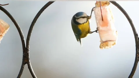 Tit sitting on fence in the park. 動画素材 125050002