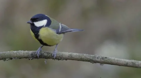 Tit sitting on the stick. Stock Footage 68671559