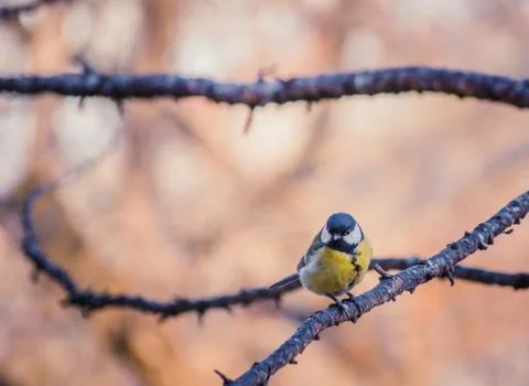 Tit sitting on a tree branch. Stock Photos