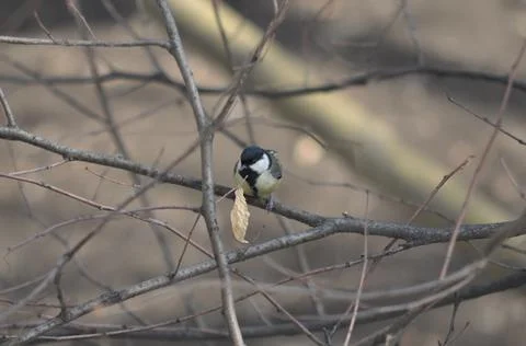Tit sitting on a tree in the park close-up Foto stock