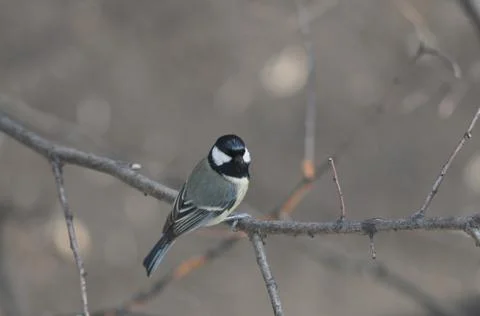 Tit sitting on a tree in the park close-up Stock-Fotos