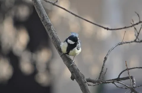 Tit sitting on a tree in the park close-up Stock Photos