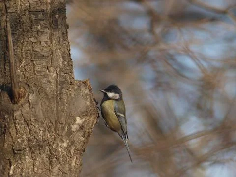 Tit sitting on a tree Stock Photos