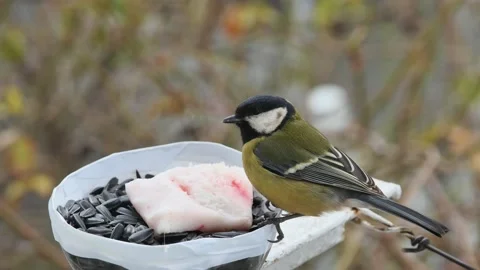 A tit takes a sunflower seed from a plastic feeder Vídeos de archivo 233291339