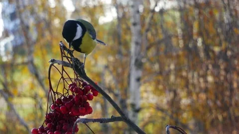 Tit on a tree branch against a background of autumn leaves 動画素材 164116492