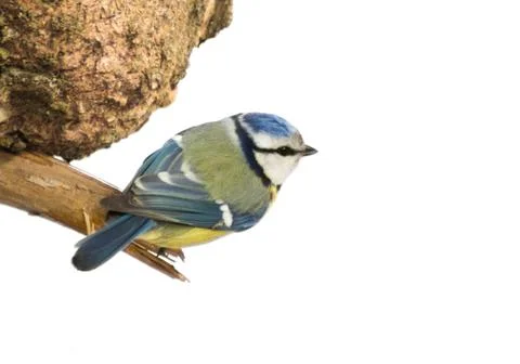 Tit on a tree branch, white background Foto stock