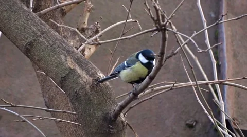 Tit on a tree Video stock 47523116