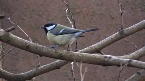 Tit on a tree Stock Footage 47561008