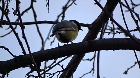 Tit on a tree Stock Footage 47561016