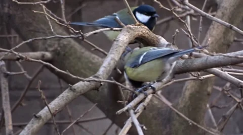 Tit on a tree Video stock 47561026