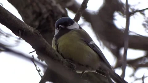 Tit on a tree Video stock 48319016