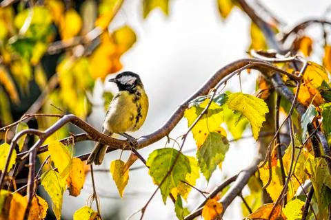 Tit on the tree Stock Photos