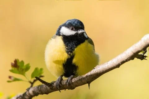 Tit on tree Stock Photos