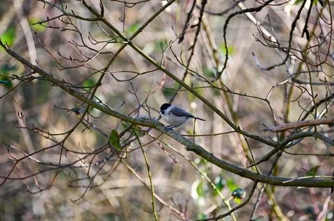 A tit on a  tree Stock Photos