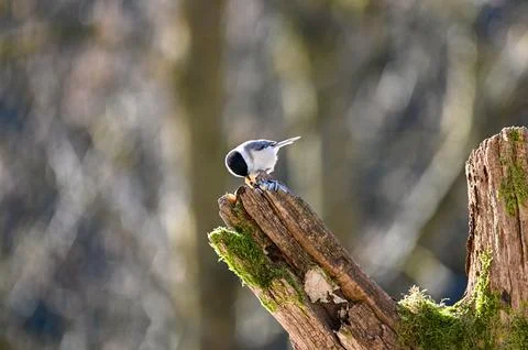 A tit on a Tree trunk and eats Stock Photos