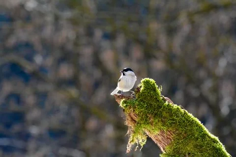 A tit on a Tree trunk with moss Stock Photos