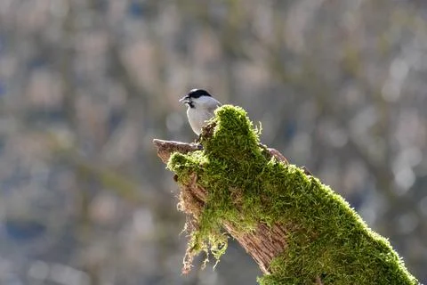 A tit on a Tree trunk Stock Photos