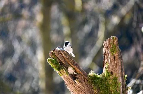 A tit on a Tree trunk Stock Photos