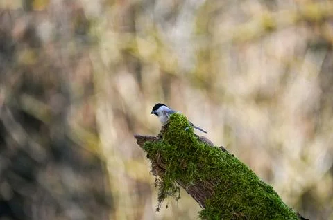A tit on a Tree trunk Stock Photos