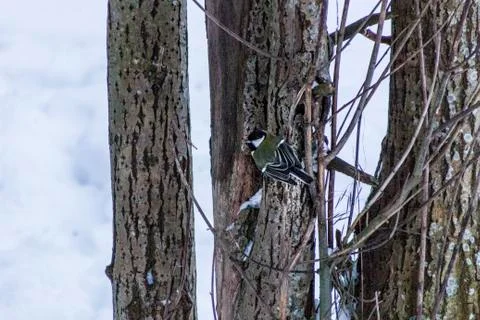 Tit on the tree in the winter forest Foto stock
