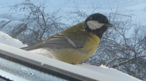 Tit under the window Stock Footage 34391951