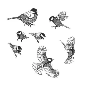 Tit vector sketch birds set design elements Stock Illustration