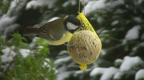 Tit in winter Video stock 415111