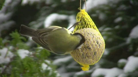 Tit in winter Video stock 415121