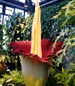 Titan Arum, also known as the corpse flower from Sumatra, Indonesia Stock Photos