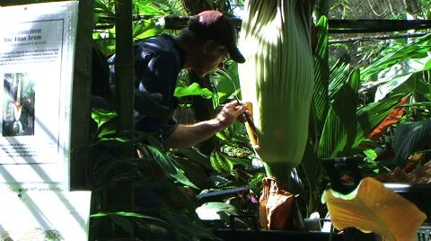 Titan arum 스톡 동영상 1088496